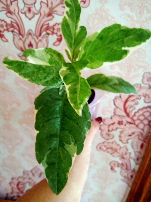 Продам комнатные растения