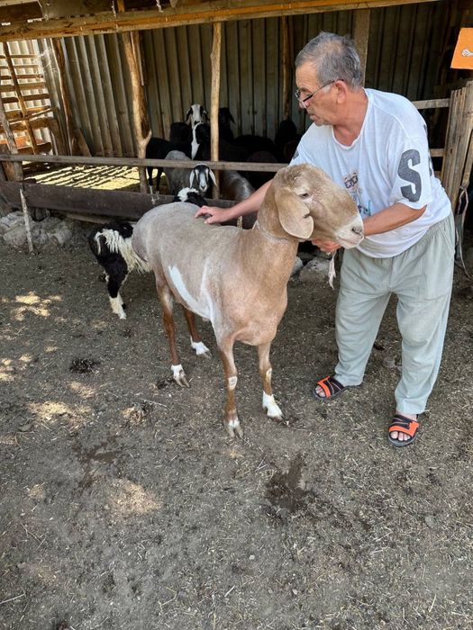 Koy parodasi: Arashan (kirgiziston)  Баран порода: Арашан (Киргизистан