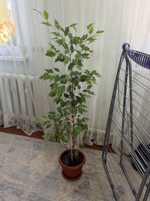 Продам комнатные растения