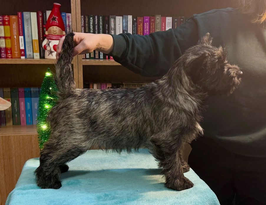 Pui Cairn Terrier mascul cu pedigree de exceptie