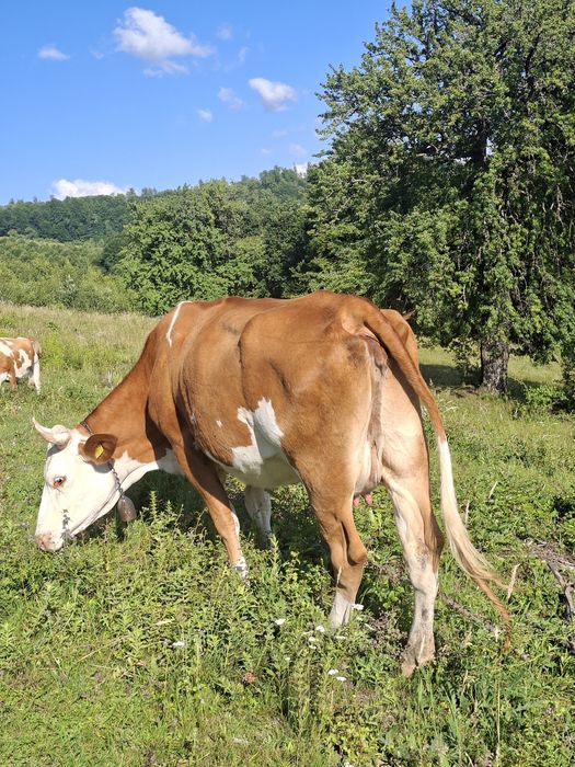vacă de 3 ani,la primul vițel