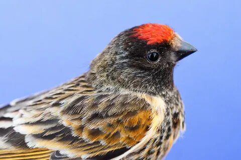 Продам певчих птиц