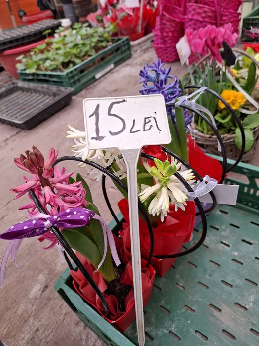 Zambile ,cyclamen și primule