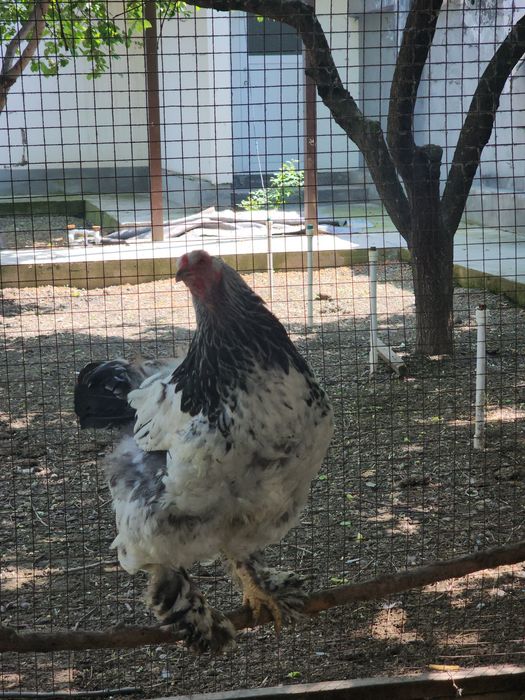 Brama zotli  makyonlar sotiladi