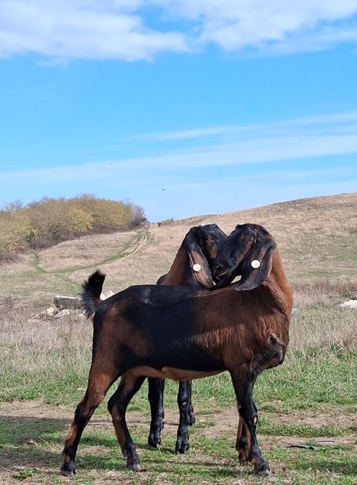 Vând capre Anglo Nubiene cu certificat de origine