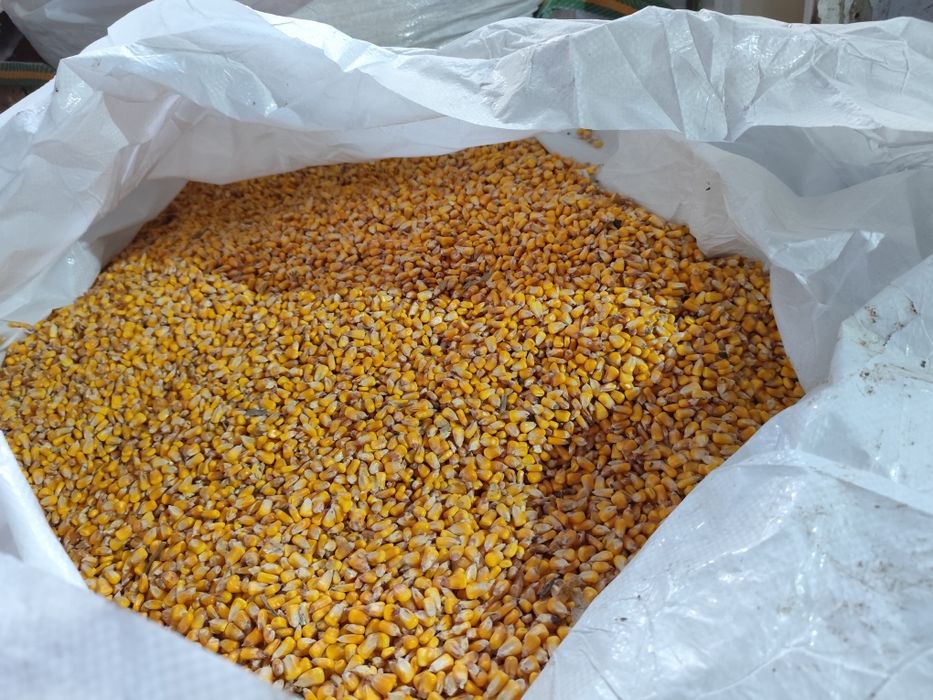 Vând porumb boabe și faina de porumb.