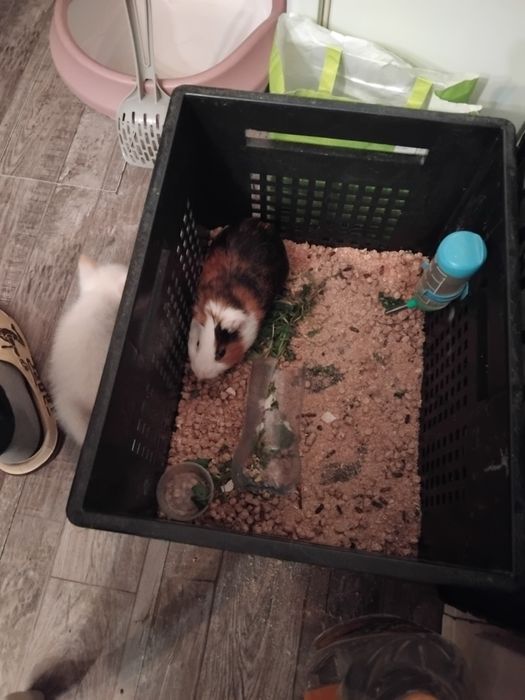 Морская свинка 2 годика