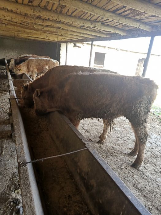 10 bosh Smental buqachalar