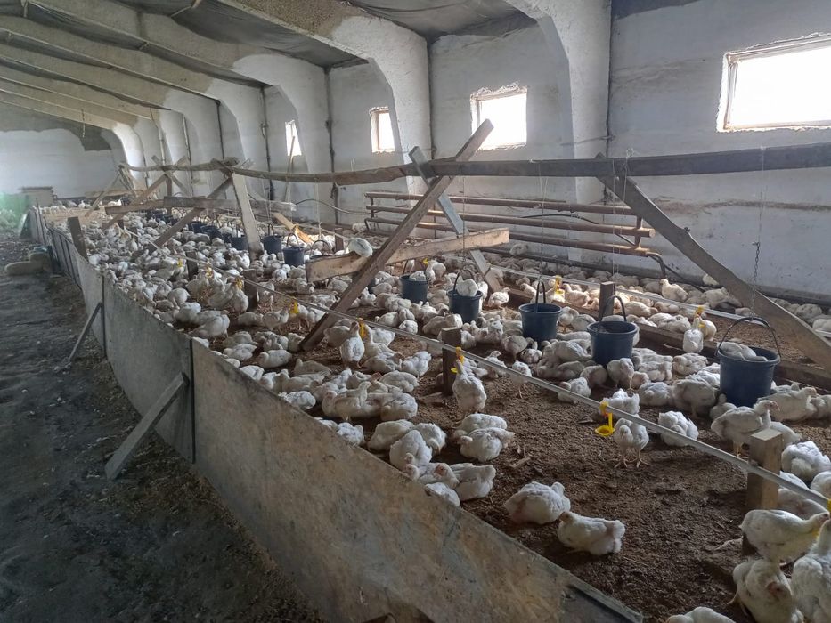 Продам базу под животноводство