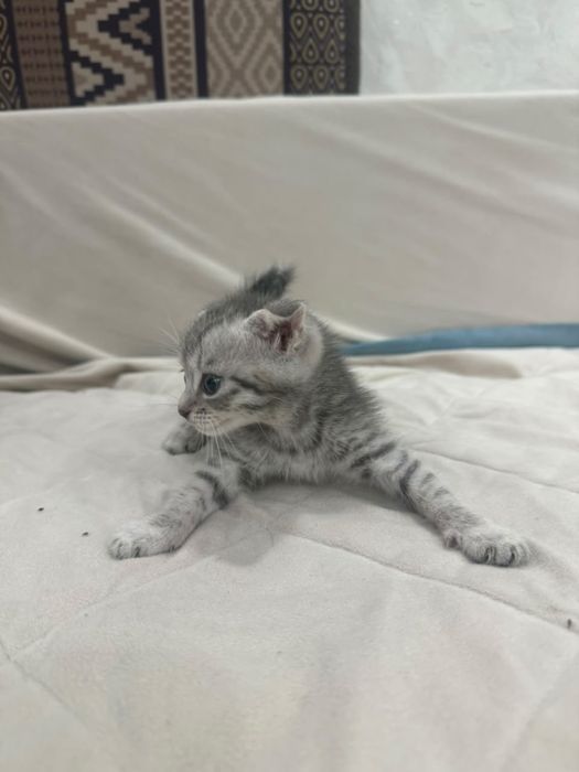 Котята шатланские вислоухие
