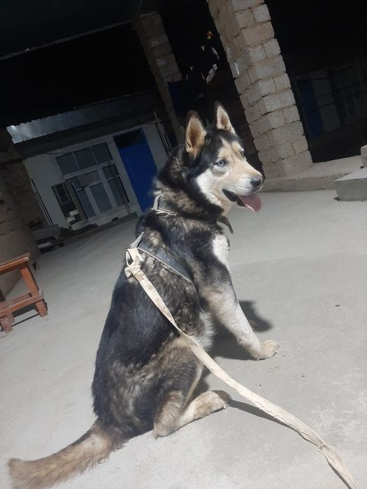 Paroda HASKI yoshi 2