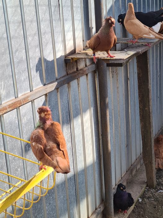 Se Vinde 22 de bucăți!!!