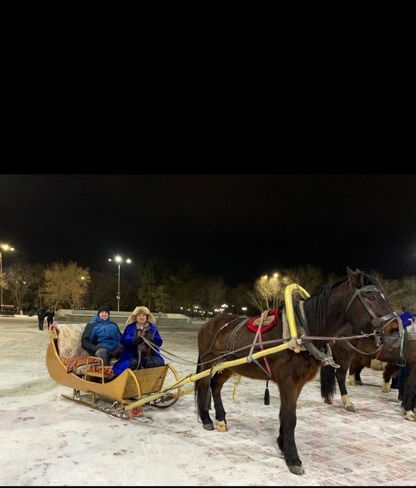 Продам супер лошадь обученный ,