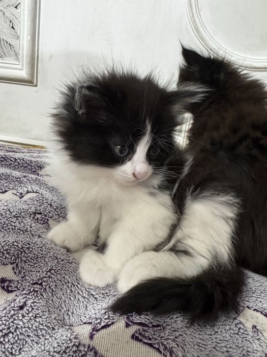 Сиамские котята очень пушистые и красивые