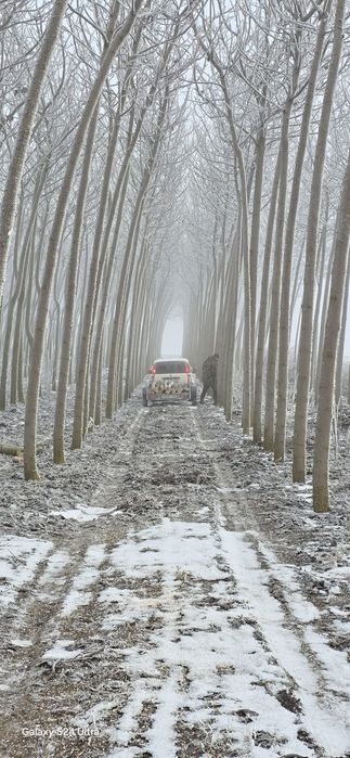 Puieți paulownia