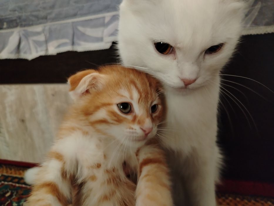 Продаётся котёнок