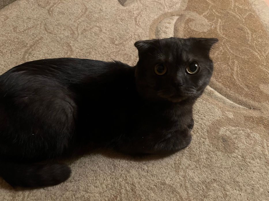 Вязка ищем кошечку