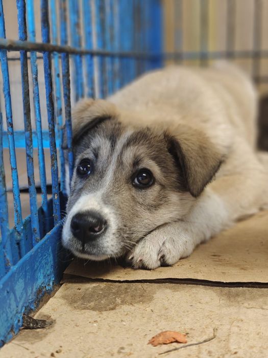 Puiuți de cățeluș își caută căsuța