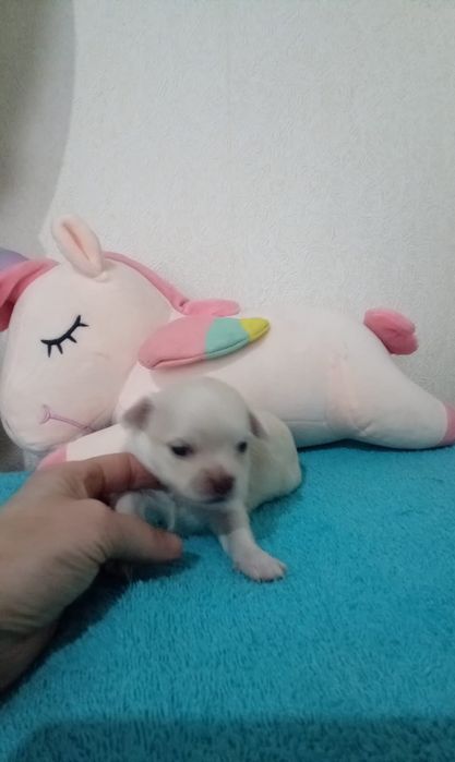 Готовы к брони малыши Чихуахуа