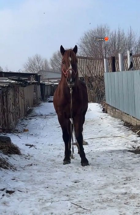 Продам два жеребца дончак