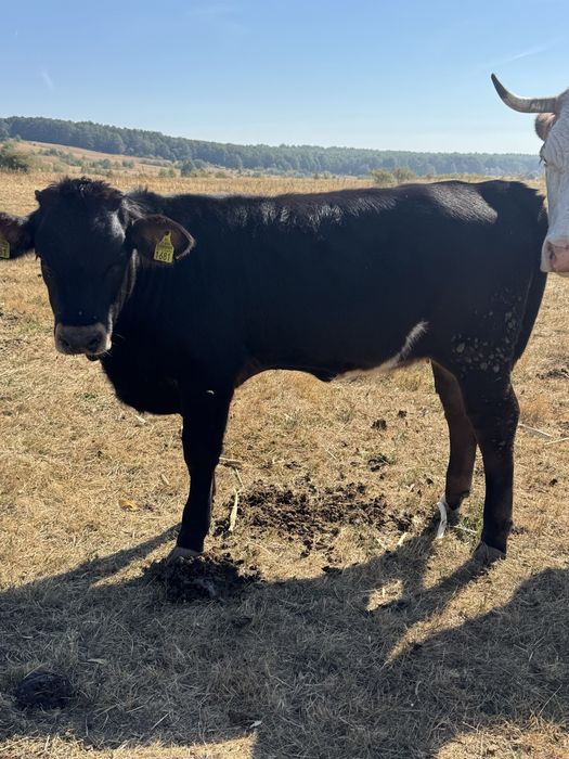 De vanzare vaca cu vitel !