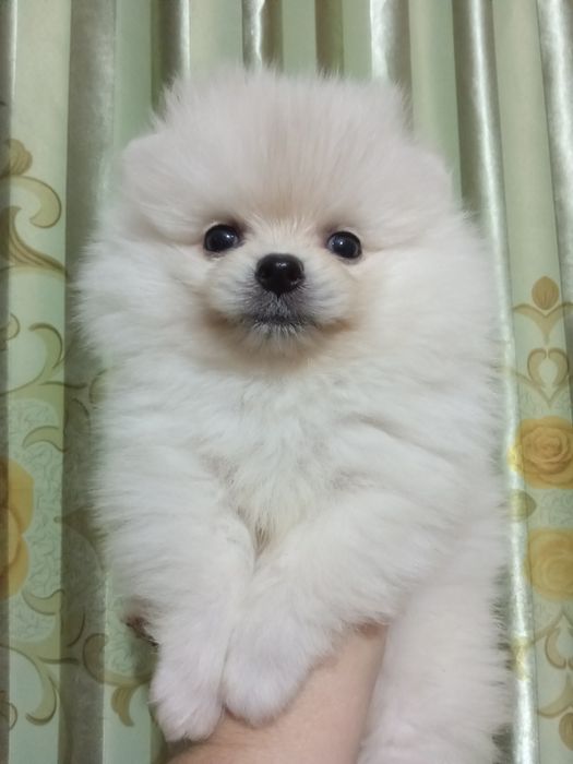 Щенки шпица мини