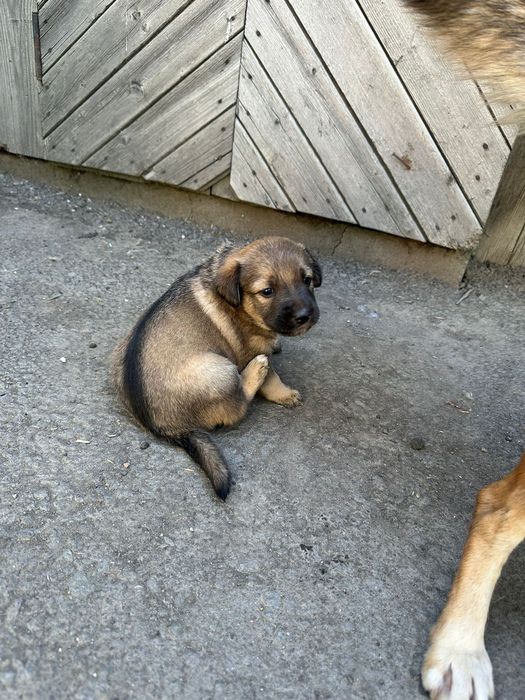 Благородная порода двор терьер