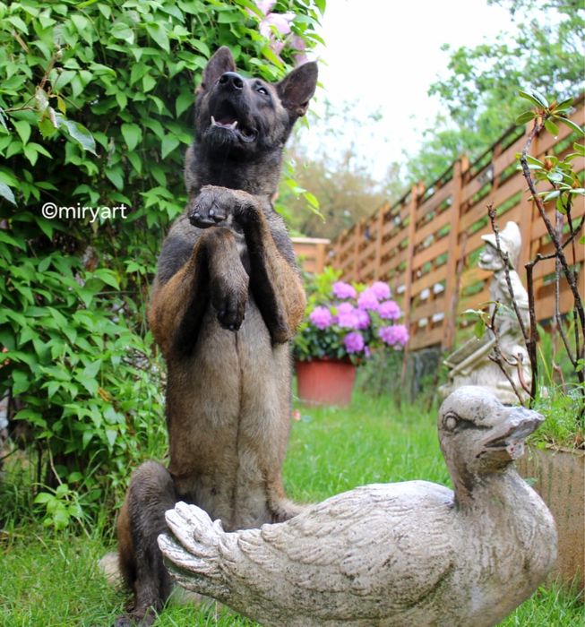 ciobanesc belgian malinois