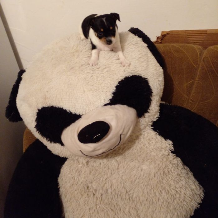 Продаются Чудики, мини Той Терьеры.