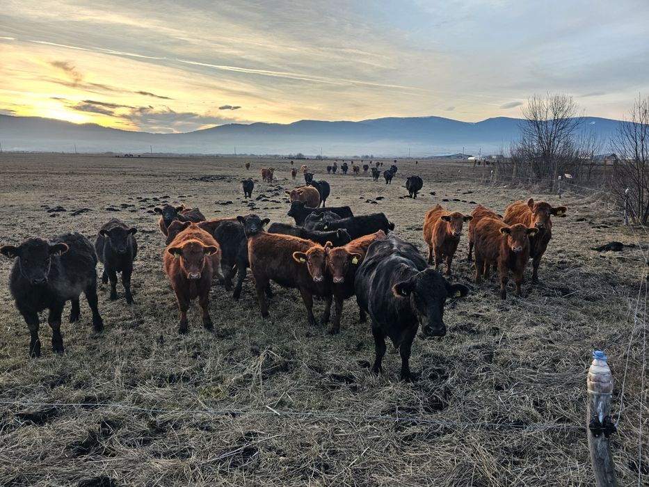 Aberdeen Angus Tauri reproducție