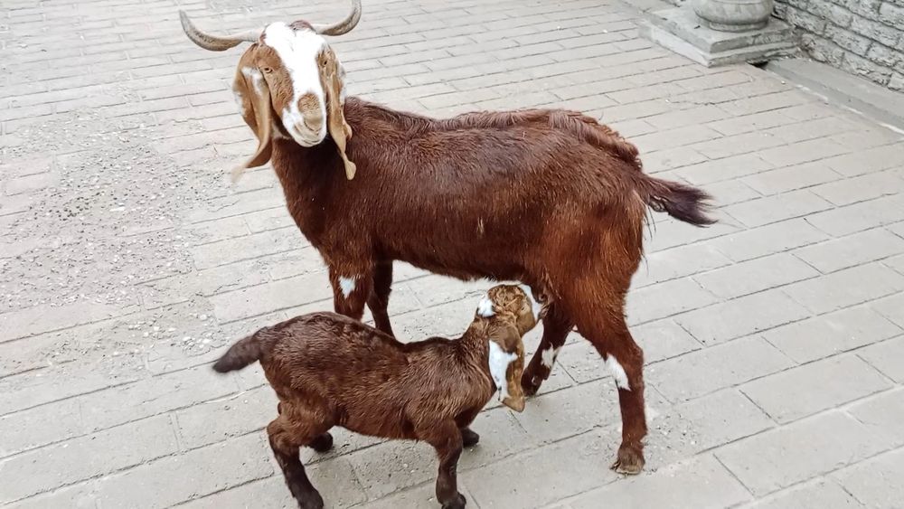 Коза ешкі коза ешкі