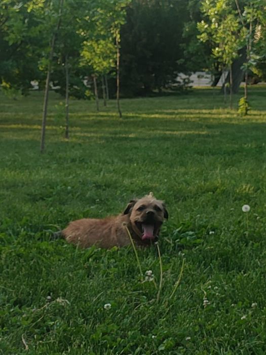 Прогулки с собаками
