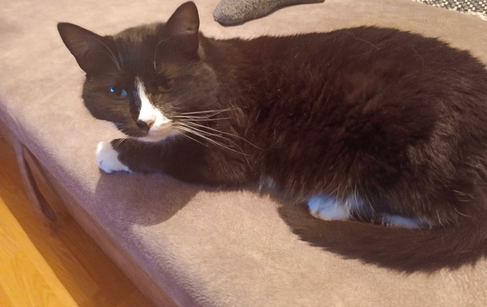 Ищу хозяев для кошек.