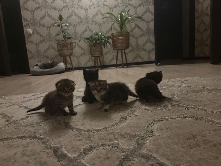 Шотландские  котята