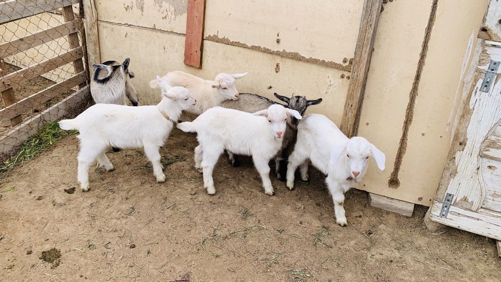 Ешкі альпи занен