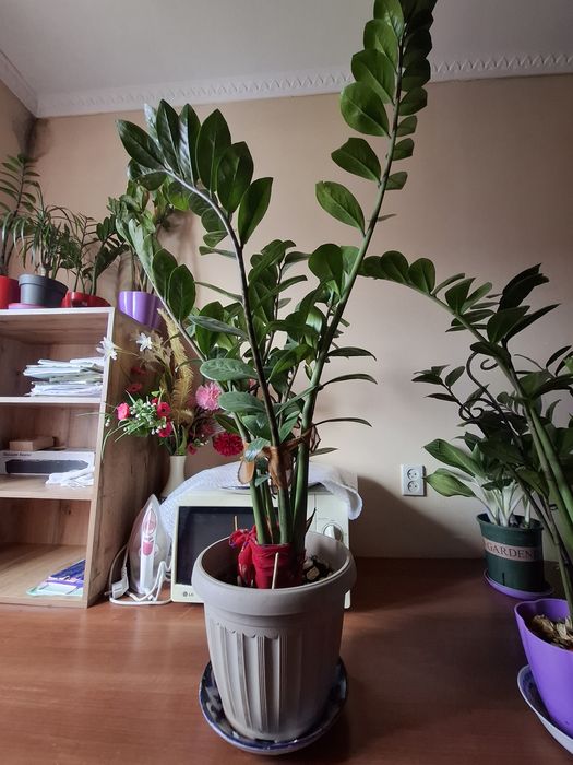 Үй гулдері сатылады