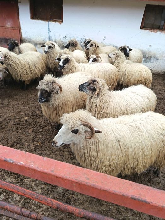 Vand 20 mioare bine ingrijite