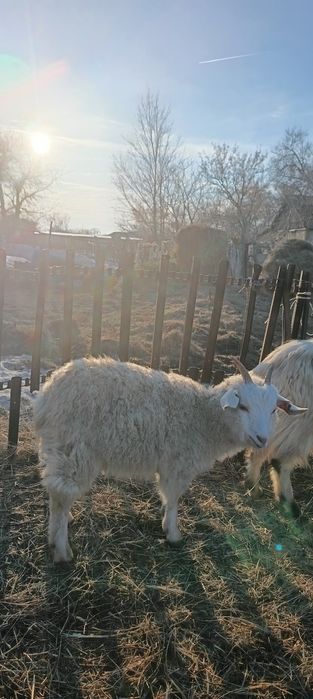 Теке, серке, шыбыш