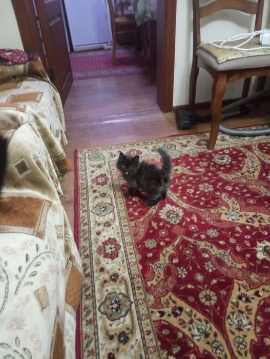 Котята  Крысоловы