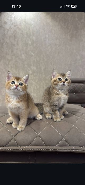 Scottish fold mushukchalar