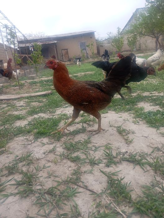 товук ва хурозлар сотилади  срочна