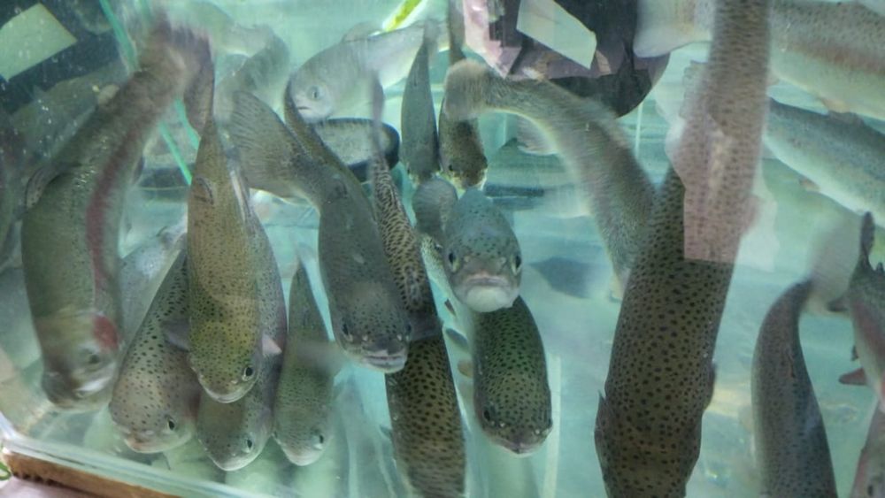 Продается живая форель, живые раки.