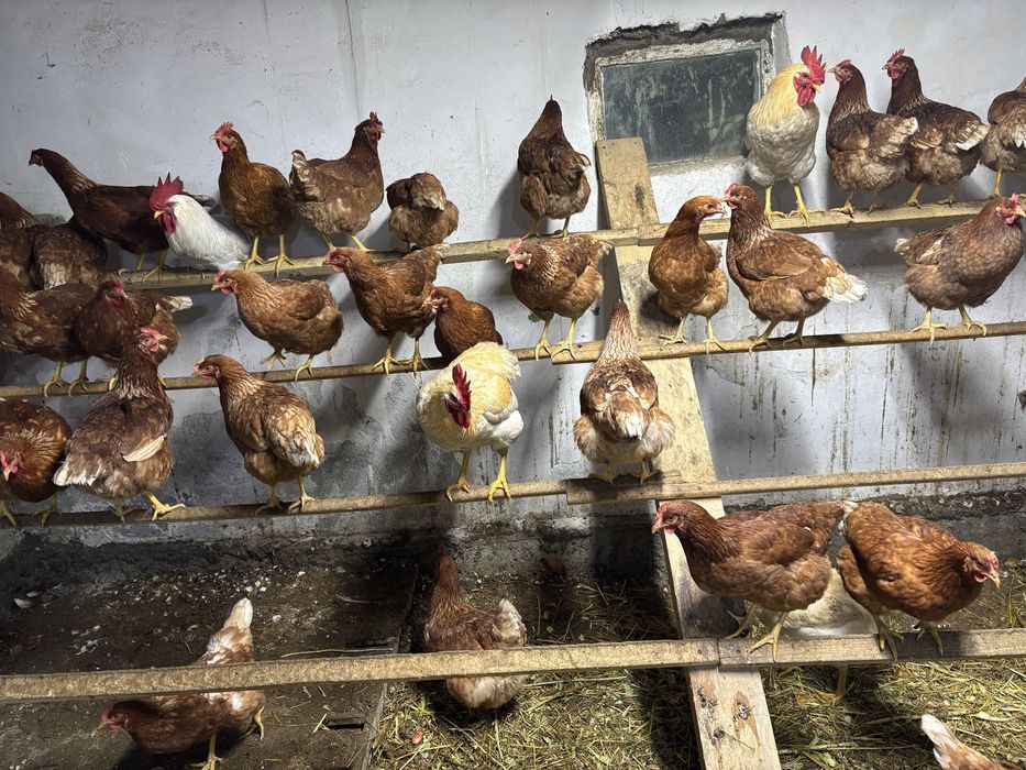 Ломонбрауын 6 айдан асқан туып бастады 20 шт на выбор