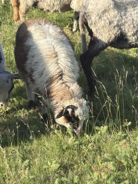 Miei sugari de pe oi mai multe detali la tel