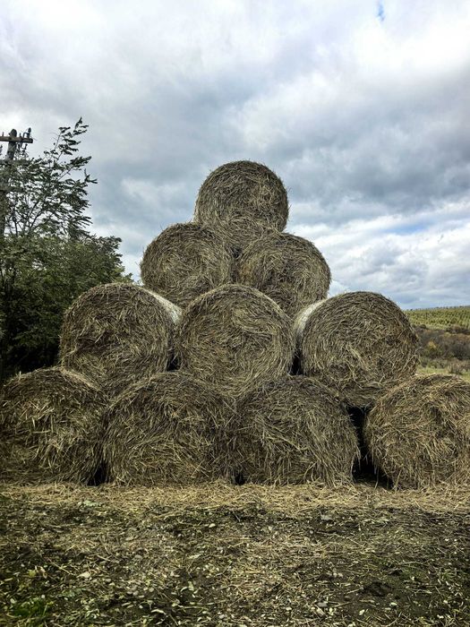 Baloți paie de grau