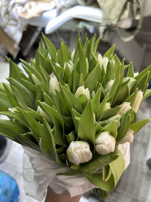 Тюльпаны голландские оптом от 100 штук