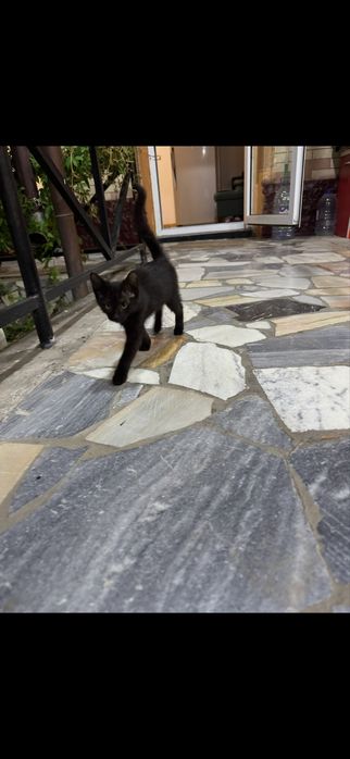 Кошка в добрые руки