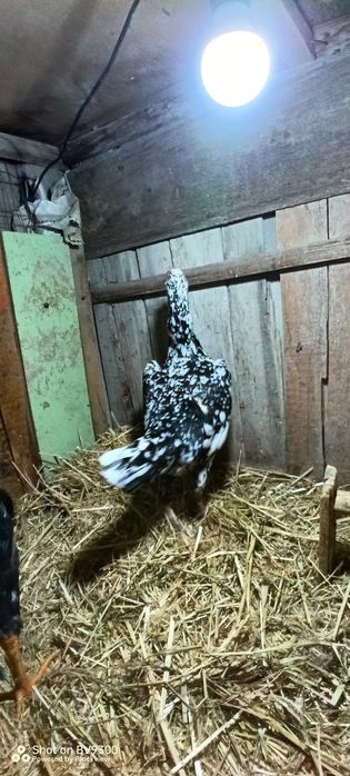 О шамо шөже сатылады