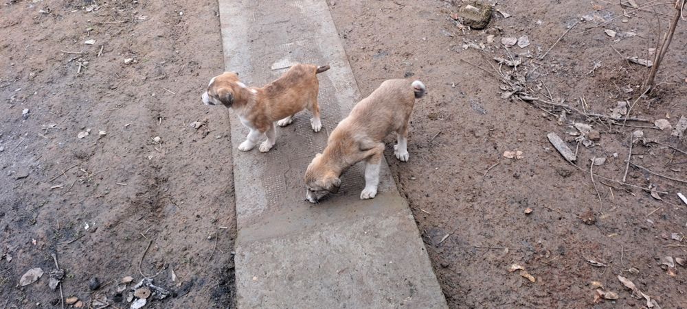 Кучук боллари соглом