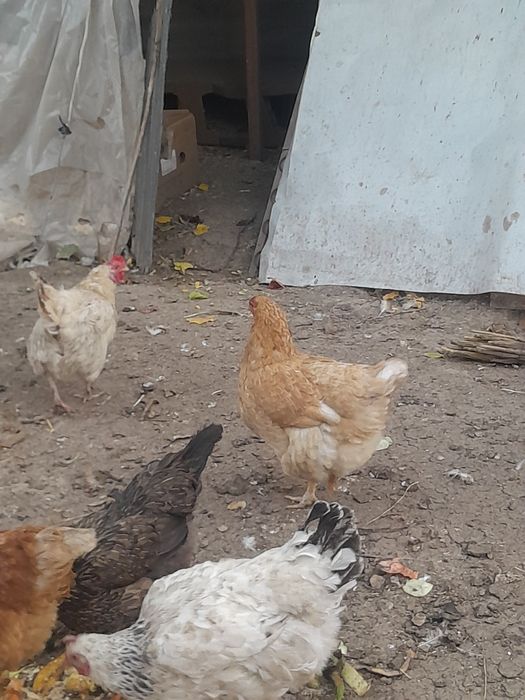 Продаю куры срочно!